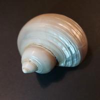 Turbo Imperialis Conchiglia da Collezione