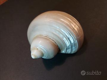 Turbo Imperialis Conchiglia da Collezione