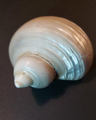 Turbo Imperialis Conchiglia da Collezione