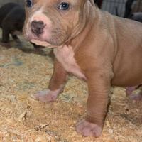 Cucciolo pitbull