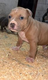 Cucciolo pitbull