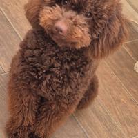 Barboncino nano per monta