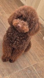 Barboncino nano per monta