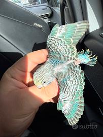 Pappagalli pulli cocorite