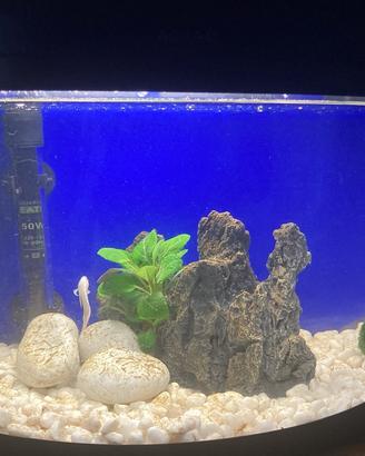 Acquario completo
