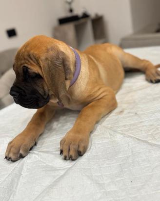 CUCCIOLA CANE CORSO