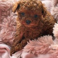 Barboncino dark red toyCup con il p. ENCI