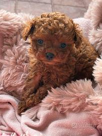 Barboncino dark red toyCup con il p. ENCI