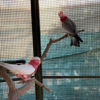 Cacatua rosa