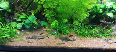Ancistrus, Guppy, porta spada koi