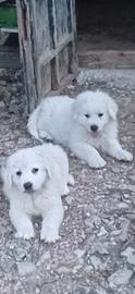 Pastore maremmano abruzzese
