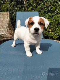 Cuccioli jack russel broken
