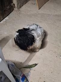 Splendido cucciolo simil Shih Tzu bianco e nero
