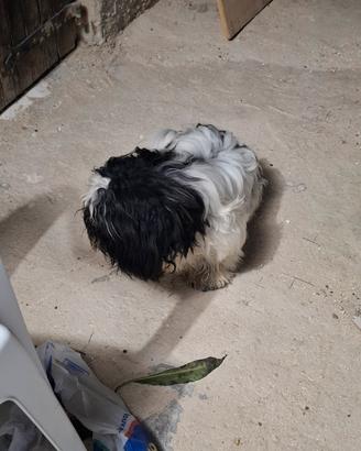 Splendido cucciolo simil Shih Tzu bianco e nero