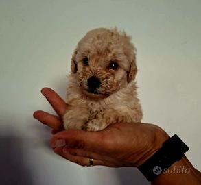 Cuccioli di Maltipoo