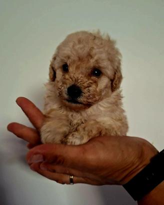 Cuccioli di Maltipoo
