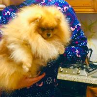 Spitz di Pomerania per monta