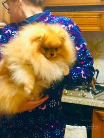 Spitz di Pomerania per monta