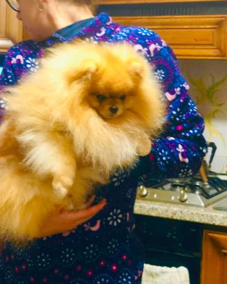 Spitz di Pomerania per monta