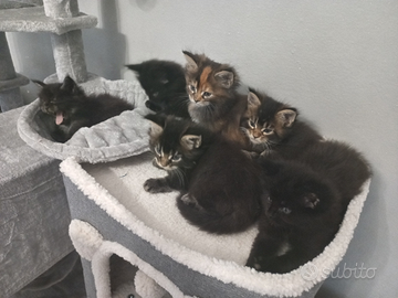 Maine Coon cuccioli