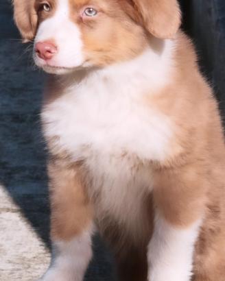 Australian shepherd cucciolo 