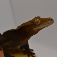 Geco ciliatus