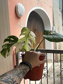 Monstera albo variegata l