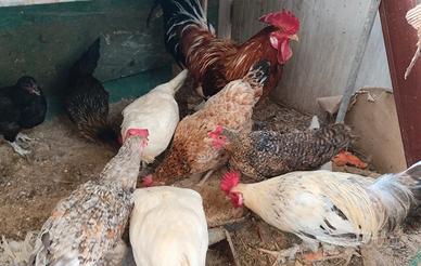 Galli galline anatre crasti