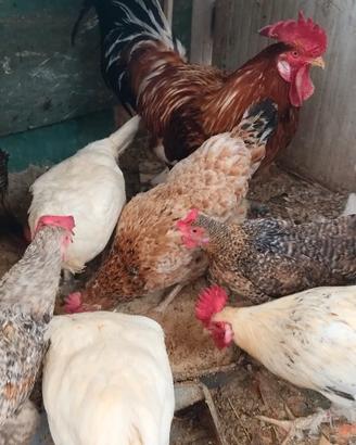 Galli galline anatre crasti