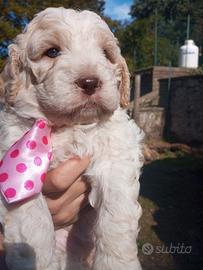 cuccioli di Lagotto Romagnolo con pedigree 