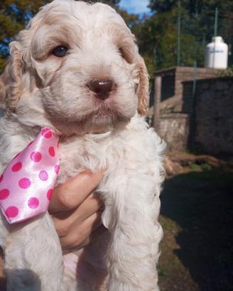 cuccioli di Lagotto Romagnolo con pedigree 
