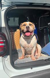 American Bully maschio disponibile per monta