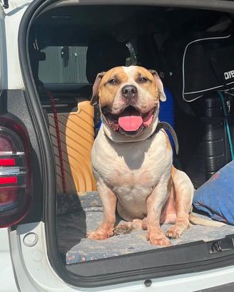 American Bully maschio disponibile per monta