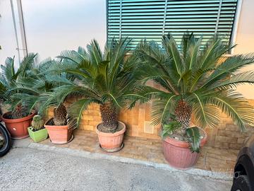 Piante
