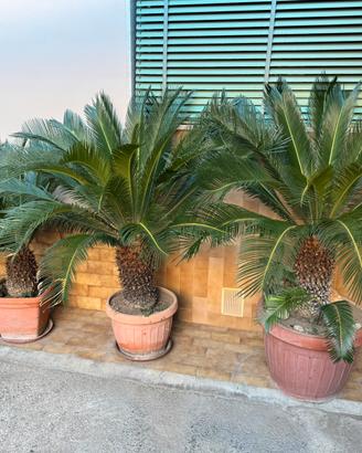 Piante