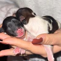 Cuccioli di piccola taglia