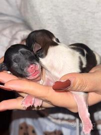 Cuccioli di piccola taglia