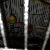 Coppia di inseparabili