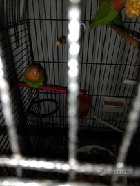 Coppia di inseparabili