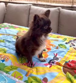Chihuahua femmine giovani adulte intere