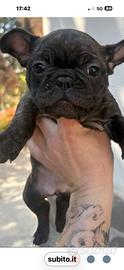 Bulldog francese