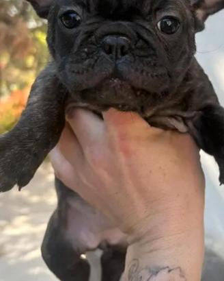Bulldog francese
