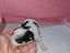 Immagine 4