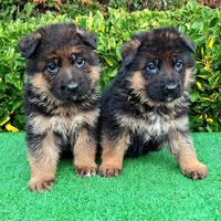 Cuccioli di pastore tedesco