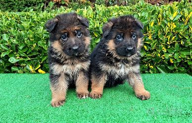 Cuccioli di pastore tedesco