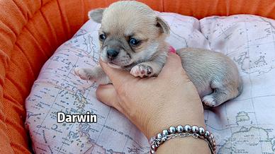 Cuccioli chihuahua