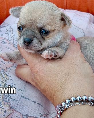 Cuccioli chihuahua