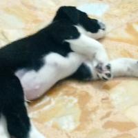 Cucciolo di pastore dell' Asia centrale