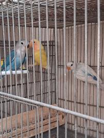 Inseparabili