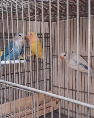Inseparabili